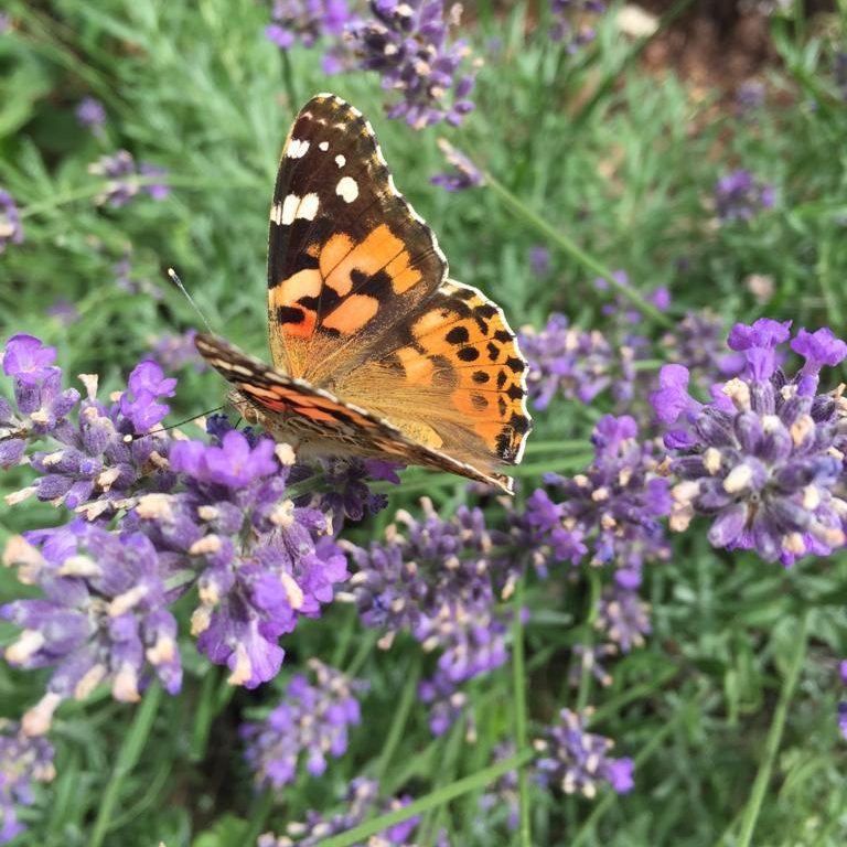 Lavendelblüte im Garten Lavendelblüten im Garten